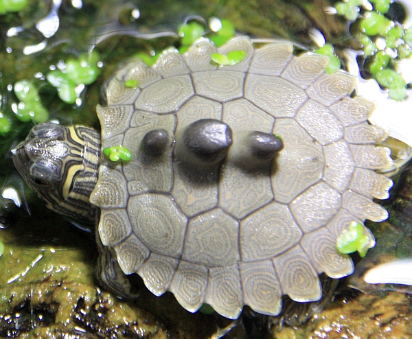 Schwarzknopf-Höckerschildkröte - Graptemys nigrinoda nigrinoda