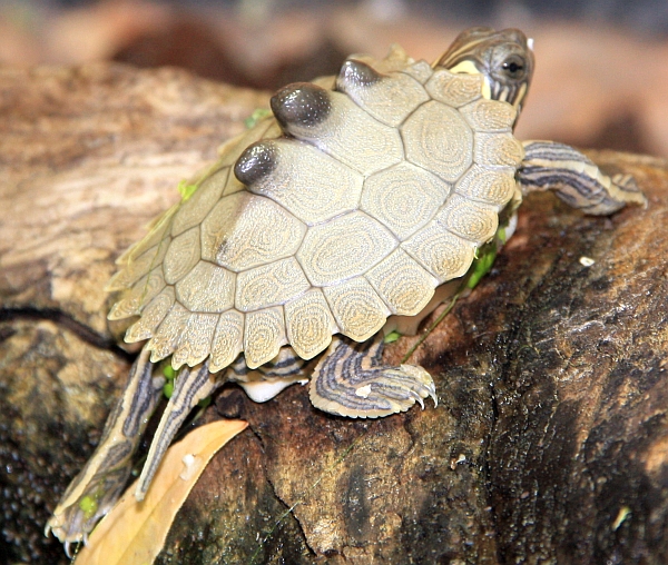 Schwarzknopf-Hckerschildkrte - Graptemys nigrinoda nigrinoda