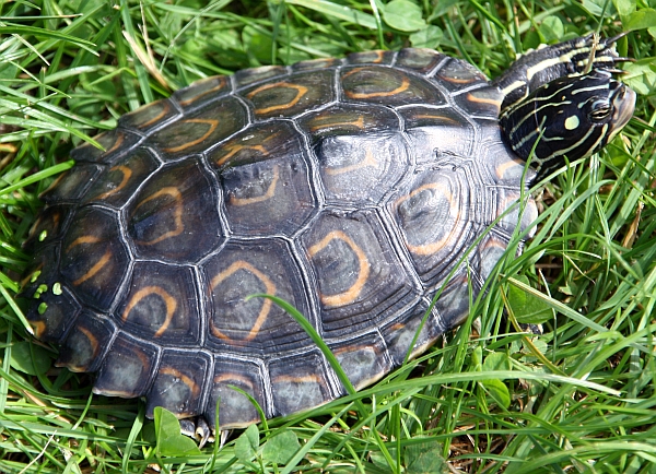 Pracht-Hckerschildkrte - Graptemys oculifera