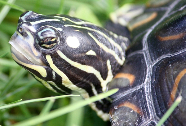 Pracht-Hckerschildkrte - Graptemys oculifera