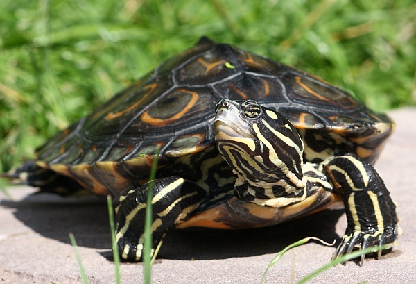 Pracht-Hckerschildkrte - Graptemys oculifera