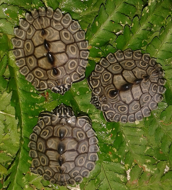 Pracht-Hckerschildkrte - Graptemys oculifera