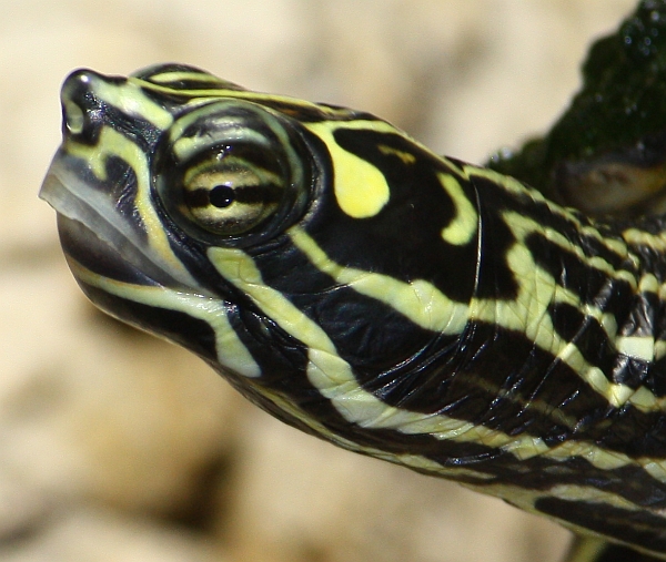 Pracht-Hckerschildkrte - Graptemys oculifera