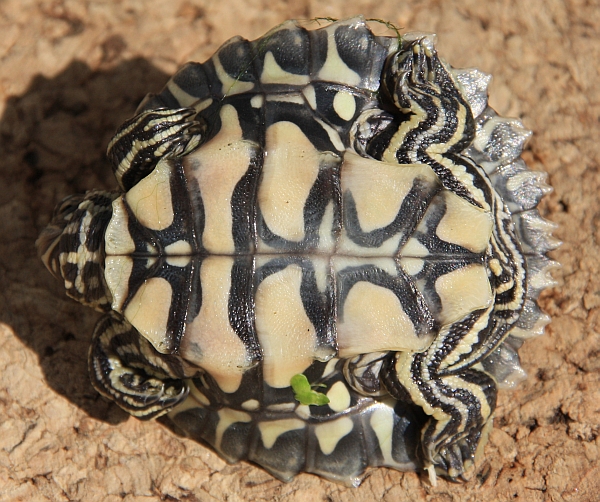 Pracht-Hckerschildkrte - Graptemys oculifera