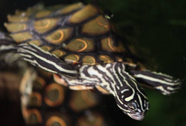 Pracht-Höckerschildkröte - Graptemys oculifera