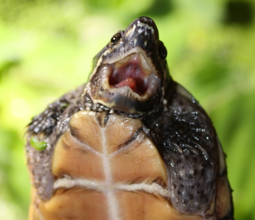 Moschusschildkrte - Sternotherus odoratus