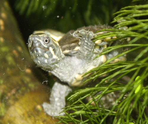 Moschusschildkrte - Sternotherus odoratus