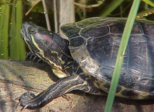 Rotwangenschmuckschildkroete -Trachemys scripta elegans